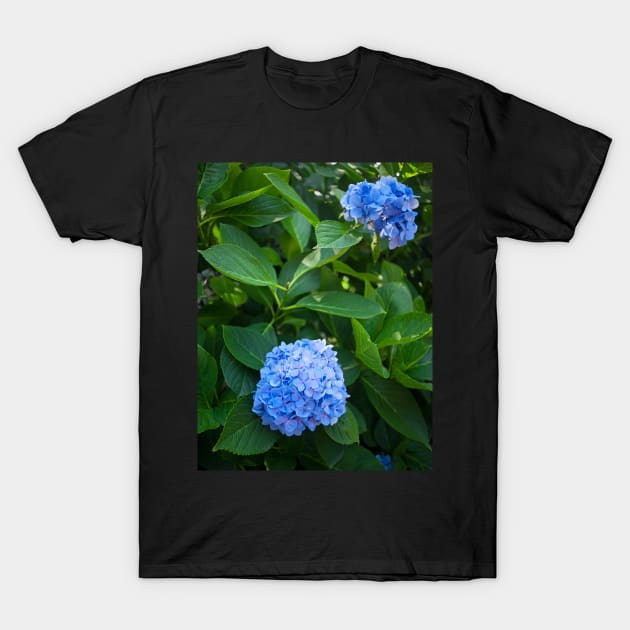 Fresh blue hydrangea flowers and bush T-Shirt by runlenarun